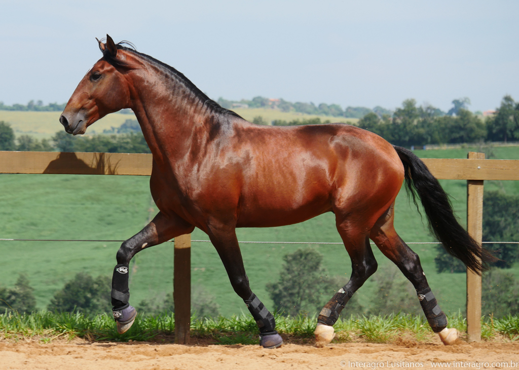 Obsequium Interagro/Interagro Lusitanos