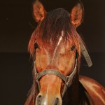 Obsequium Interagro/Interagro Lusitanos