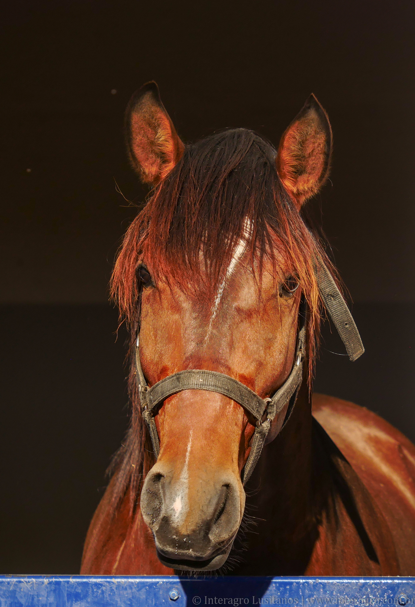 Obsequium Interagro/Interagro Lusitanos