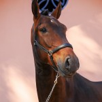Ogodei Interagro, Purebred Lusitano in training for carriage driving. Photo: Interagro Lusitanos