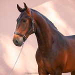 Ogodei Interagro, Purebred Lusitano in training for carriage driving. Photo: Interagro Lusitanos