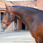 Ogodei Interagro, Purebred Lusitano in training for carriage driving. Photo: Interagro Lusitanos