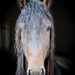 Ogodei Interagro, Purebred Lusitano in training for carriage driving. Photo: Interagro Lusitanos