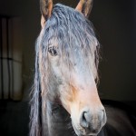 Ogodei Interagro, Purebred Lusitano in training for carriage driving. Photo: Interagro Lusitanos