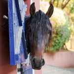 Ogodei Interagro, Purebred Lusitano in training for carriage driving. Photo: Interagro Lusitanos