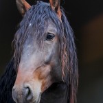 Ogodei Interagro, Purebred Lusitano in training for carriage driving. Photo: Interagro Lusitanos