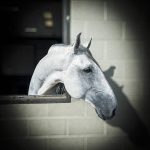 Oman Interagro/Patricia Ernesto