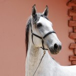 Oman Interagro, Purebred Lusitano stallion. Photo: Interagro Lusitanos