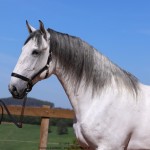 Oman Interagro, Purebred Lusitano stallion. Photo: TUPA
