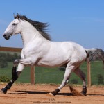 Oman Interagro, Purebred Lusitano stallion. Photo: TUPA