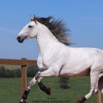 Oman Interagro, Purebred Lusitano stallion. Photo: TUPA