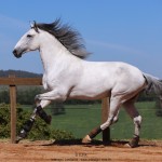 Oman Interagro, Purebred Lusitano stallion. Photo: TUPA