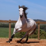 Oman Interagro, Purebred Lusitano stallion. Photo: TUPA