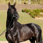 Oscar Interagro/Interagro Lusitanos