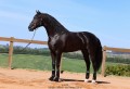 Oscar Interagro, black Purebred Lusitano stallion/Photo: TUPA