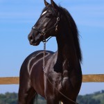 Oscar Interagro, black Purebred Lusitano stallion/Photo: TUPA