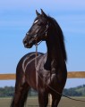 Oscar Interagro, black Purebred Lusitano stallion/Photo: TUPA