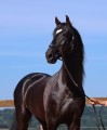 Oscar Interagro, black Purebred Lusitano stallion/Photo: TUPA