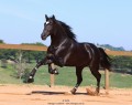 Oscar Interagro, black Purebred Lusitano stallion/Photo: TUPA