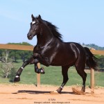 Oscar Interagro, black Purebred Lusitano stallion/Photo: TUPA