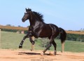 Oscar Interagro, black Purebred Lusitano stallion/Photo: TUPA