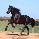 Oscar Interagro, black Purebred Lusitano stallion/Photo: TUPA