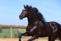 Oscar Interagro, black Purebred Lusitano stallion/Photo: TUPA