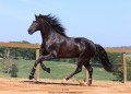 Oscar Interagro, black Purebred Lusitano stallion/Photo: TUPA