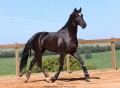 Oscar Interagro, black Purebred Lusitano stallion/Photo: TUPA