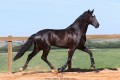 Oscar Interagro, black Purebred Lusitano stallion/Photo: TUPA