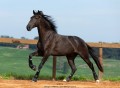 Osmond Interagro/TUPA