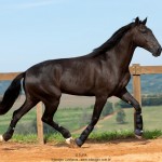 Osmond Interagro/TUPA