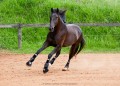 Osmond Interagro/Interagro Lusitanos