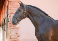 Osmond Interagro/Interagro Lusitanos