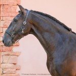 Osmond Interagro/Interagro Lusitanos