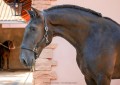 Osmond Interagro/Interagro Lusitanos