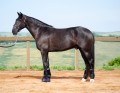 Osmond Interagro/Interagro Lusitanos