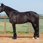 Osmond Interagro/Interagro Lusitanos