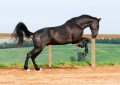Osmond Interagro/Interagro Lusitanos
