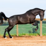 Osmond Interagro/Interagro Lusitanos