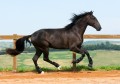 Osmond Interagro/Interagro Lusitanos