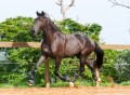 Osmond Interagro/Interagro Lusitanos