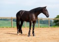 Osmond Interagro/Interagro Lusitanos