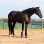 Osmond Interagro/Interagro Lusitanos