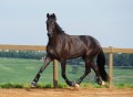 Osmond Interagro/Interagro Lusitanos