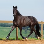 Osmond Interagro/Interagro Lusitanos