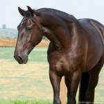 Osmond Interagro/Interagro Lusitanos