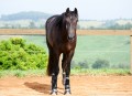 Osmond Interagro/Interagro Lusitanos