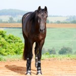 Osmond Interagro/Interagro Lusitanos