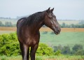 Osmond Interagro/Interagro Lusitanos